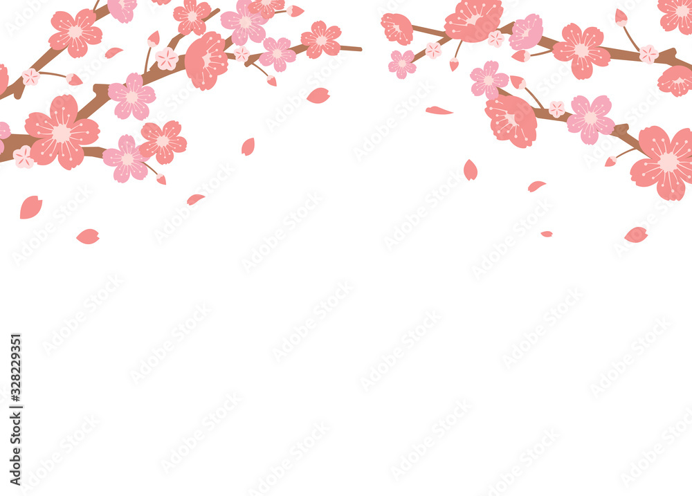 Cherry blossoms background illustration ( spring season theme )