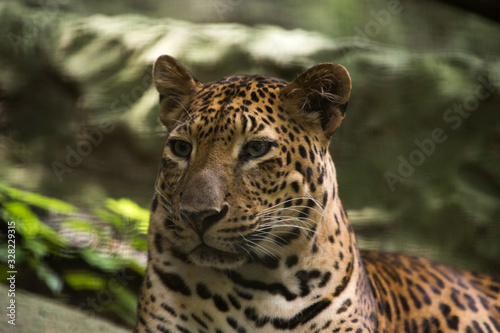 portrait of a leopard in zoo