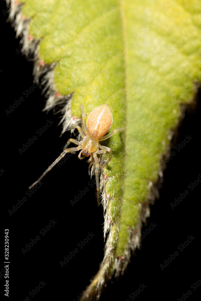 Naklejka premium Spider living in 3300 altitude in Simien mountain, Ethiopia, Africa wildlife