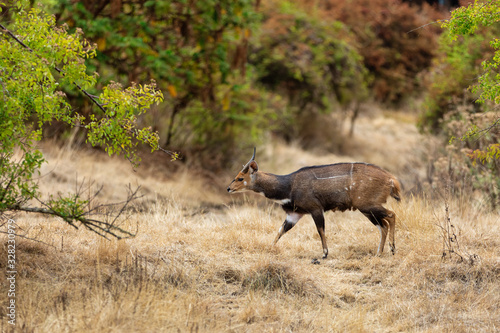 male of very rare Menelik's Bushbuck walking in the forest in Ethiopia. Africa Wildlife photo