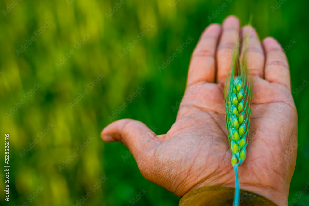 Green Wheat in hand over wheat field background 