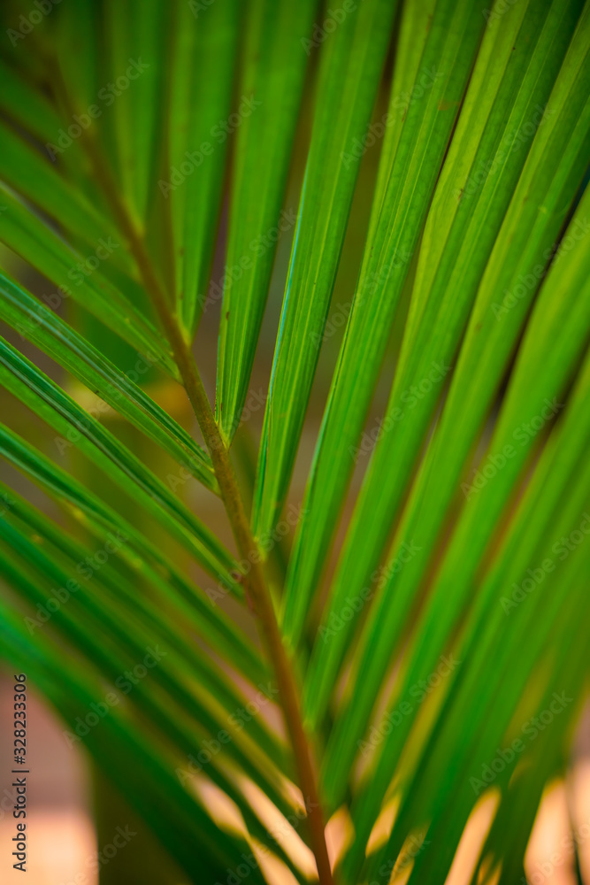  green leaf for background texture
