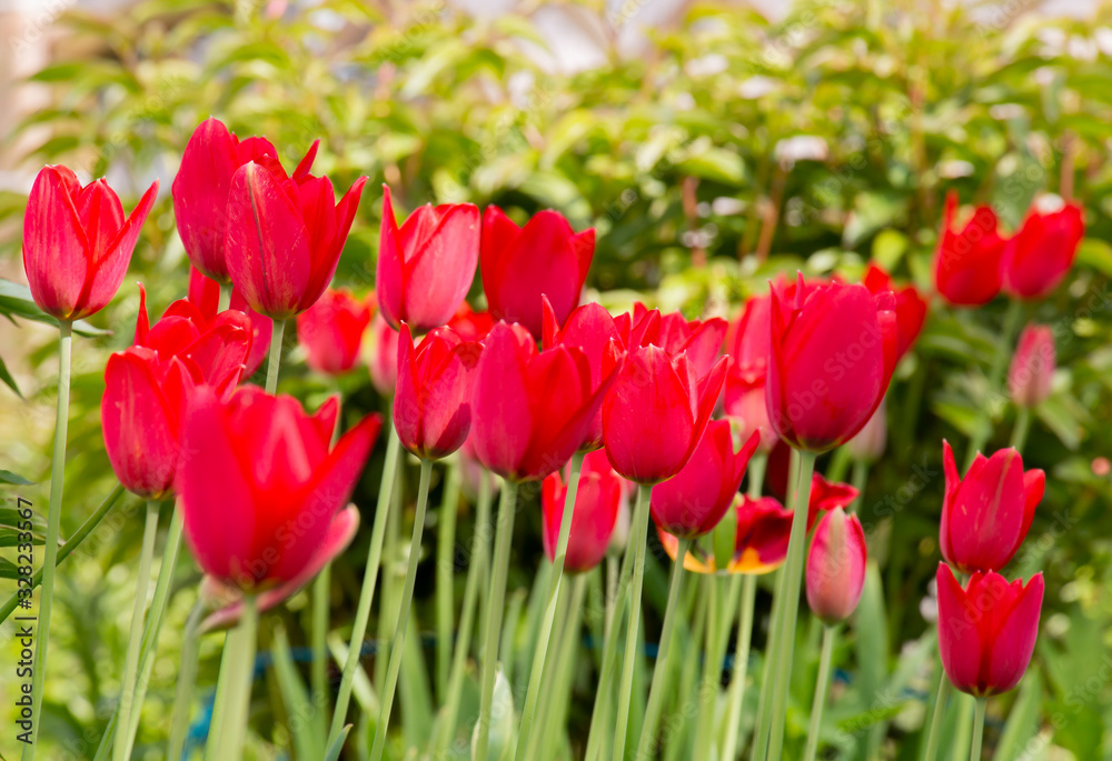 red tulips in spring garden on a sunny day
