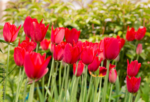 red tulips in spring garden on a sunny day