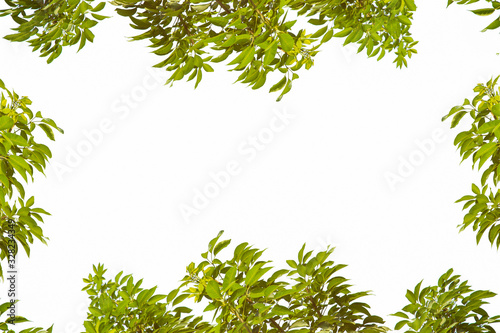 Tropical green leaves frame on white background.