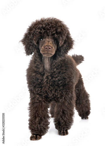 puppy toy poodle