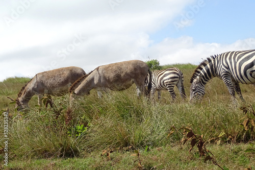 Equus quagga boehmi 