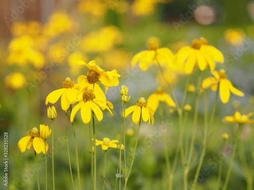 Yellow Cosmos flower blooming springtime in garden on blurred of nature background
