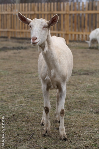 White goat on the street