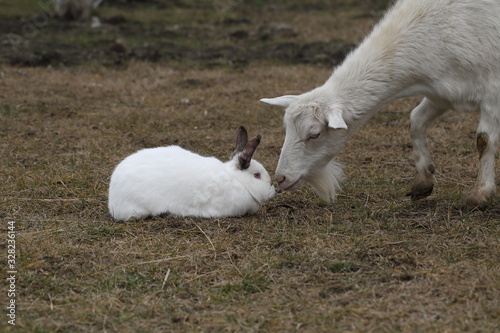 Rabbit and white goat on the street