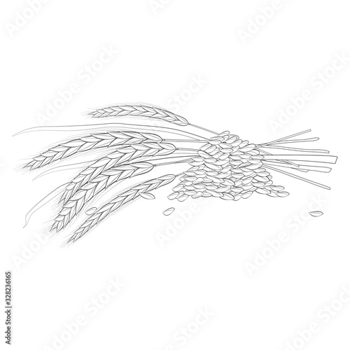 Spikelets of wheat, stalks and a heap of grain on a white background. Black and white. The natural location. An element of your design.