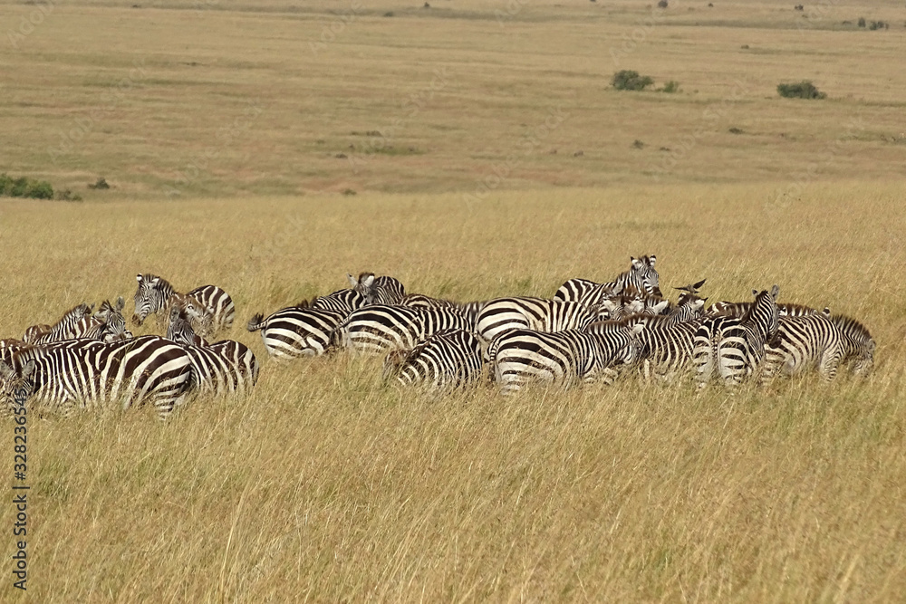 Obraz premium Equus quagga boehmi 