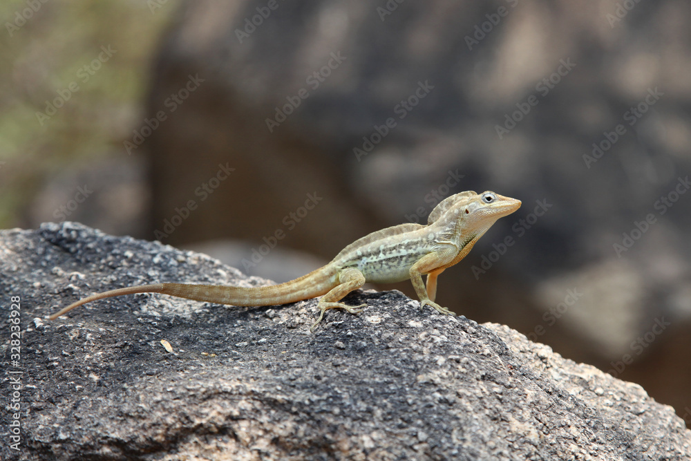 Anolis lineatus or striped anole lizard on a rock, Aruba, Caribbean. Anolis lineatus or striped anole lizard on a rock, Aruba, Caribbean.