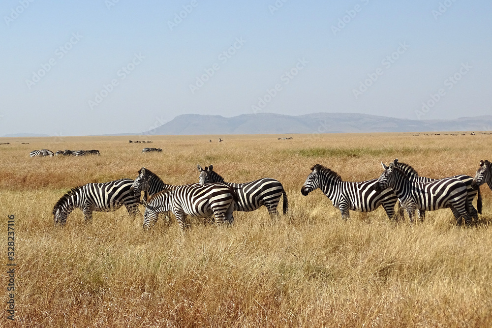 Obraz premium Equus quagga boehmi 