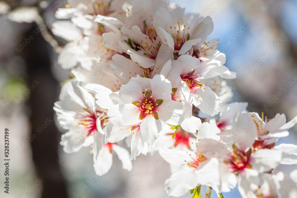 Almond tree blooming. White flowers closeup, spring time