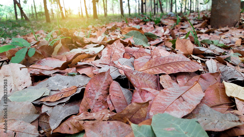 The background of the dry leaves of the rubber tree in the summer,Hevea brasiliensis leaf. The background of the dry leaves of the rubber tree in the summer,Hevea brasiliensis leaf.
