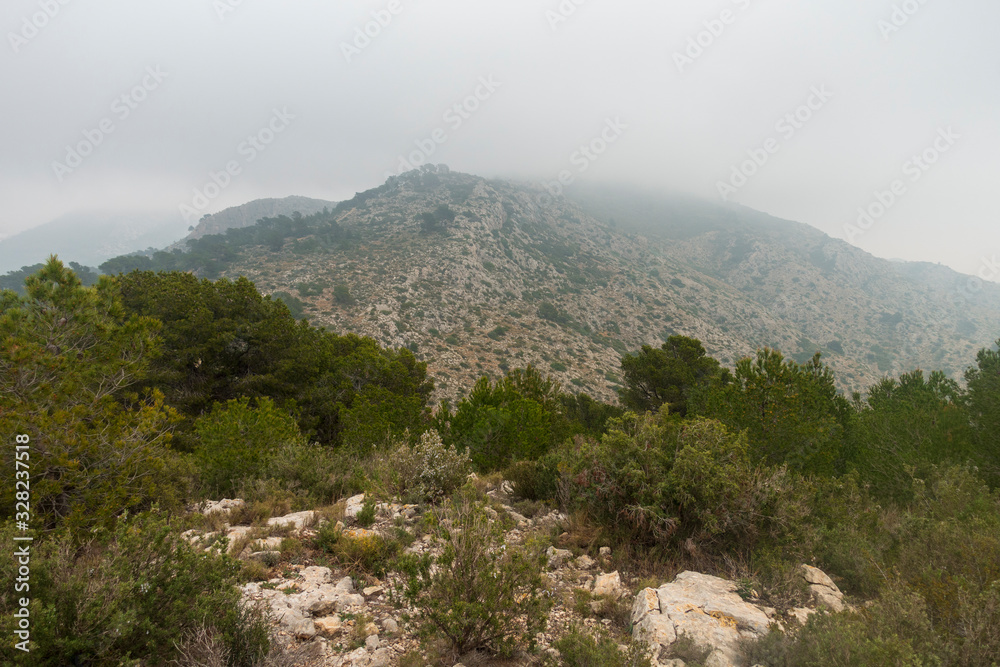 The desert of palms with fog in Benicassim