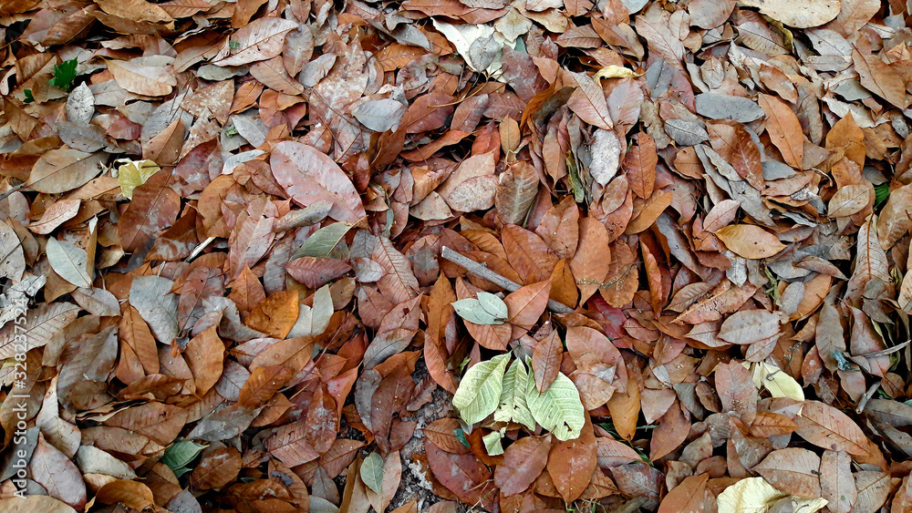 The background of the dry leaves of the rubber tree in the summer,Hevea brasiliensis leaf.