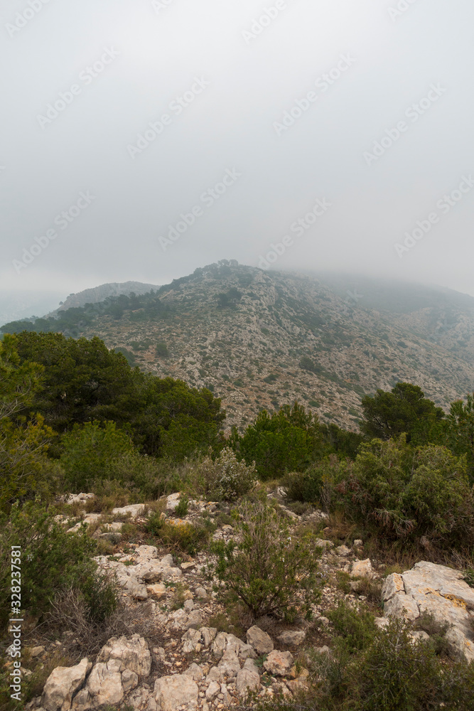 The desert of palms with fog in Benicassim