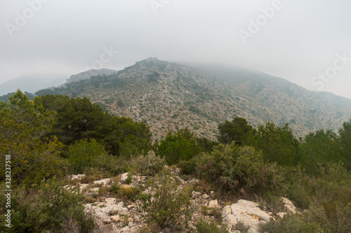 The desert of palms with fog in Benicassim