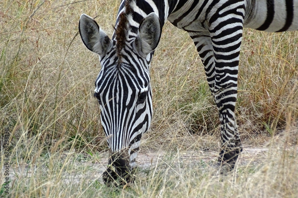 Fototapeta premium Equus quagga boehmi 