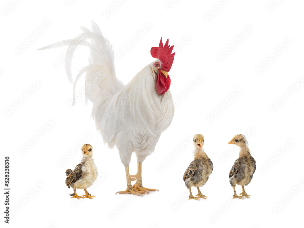 Big white rooster and little chicken isolated on white background.