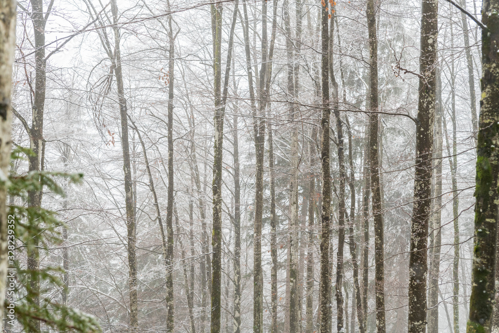 Fototapeta premium Magic of the woods during a snowfall. Val Saisera. Italy
