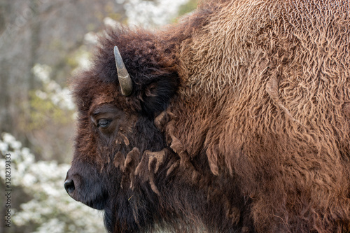 Wallpaper Mural Buffalo found in the Missouri Ozarks Torontodigital.ca