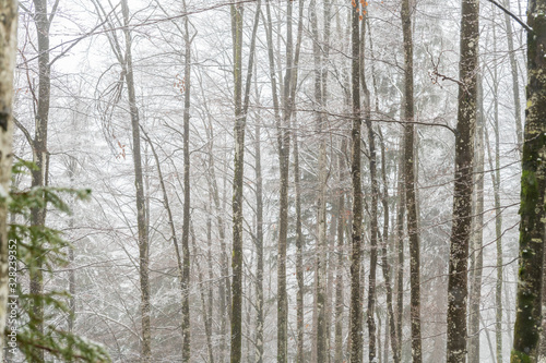 Magic of the woods during a snowfall. Val Saisera. Italy