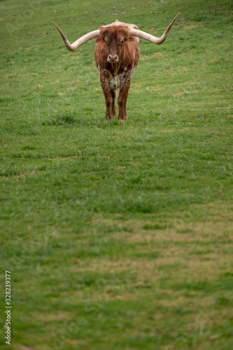 Texas Longhorn in the Missouri Ozarks photo