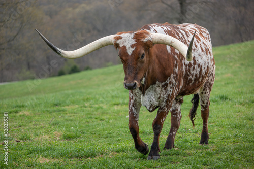 Texas Longhorn in the Missouri Ozarks photo