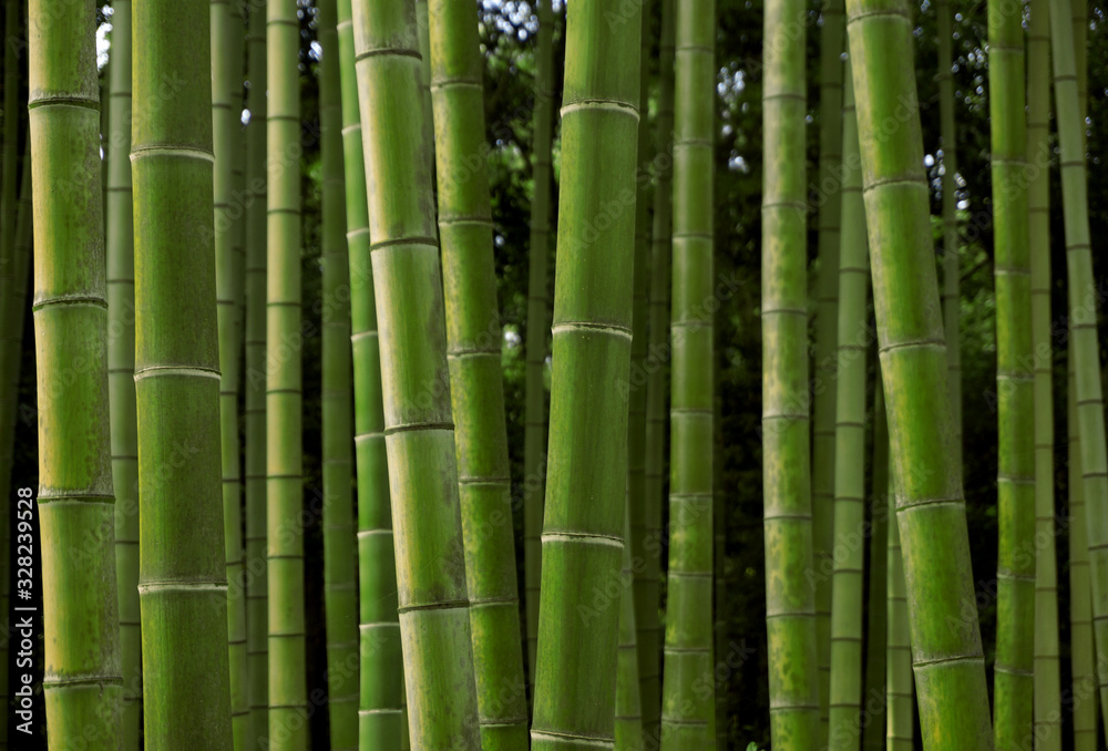 Photo material: Japanese bamboo, bamboo grove Photo material: Japanese bamboo, bamboo grove