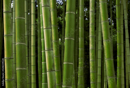 Photo material: Japanese bamboo, bamboo grove