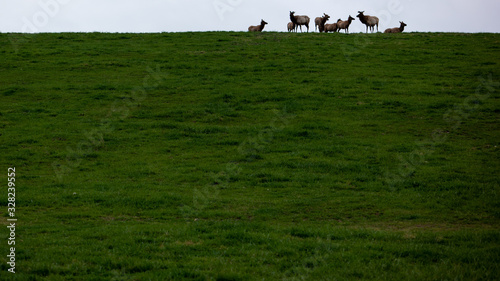 Elk in the Missouri Ozarks photo