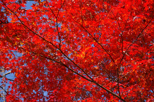 Stock Photo: trees with red leaves, autumn