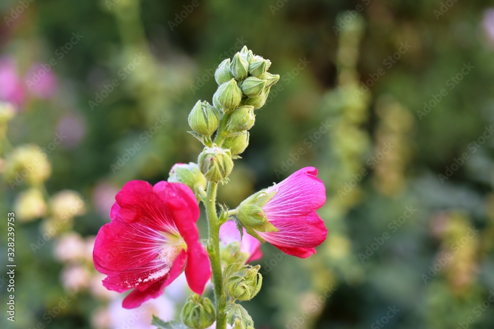 Beautiful flowers in the garden Blooming in the summer.Landscaped Formal Garden. Beautiful flowers in the garden Blooming in the summer.Landscaped Formal Garden.
