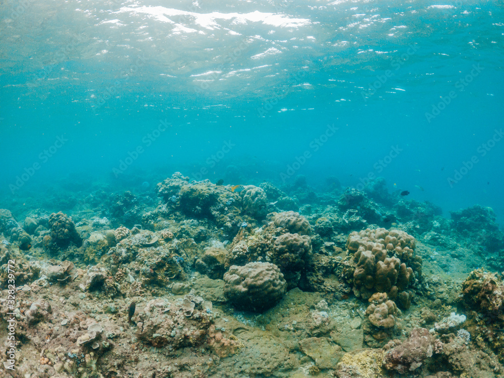 Obraz premium Underwater shot of coral reef, Lipah beach, Amed, Bali.