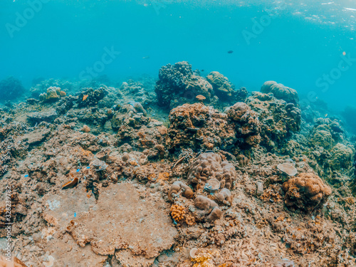 Fototapeta Naklejka Na Ścianę i Meble -  Underwater shot of coral reef, Lipah beach, Amed, Bali.
