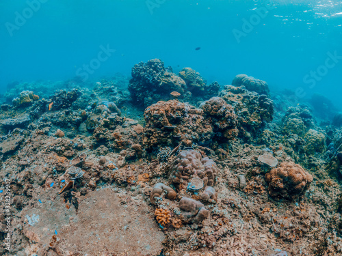 Fototapeta Naklejka Na Ścianę i Meble -  Underwater shot of coral reef, Lipah beach, Amed, Bali.