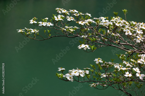 Dogwood in the Missouri Ozarks photo