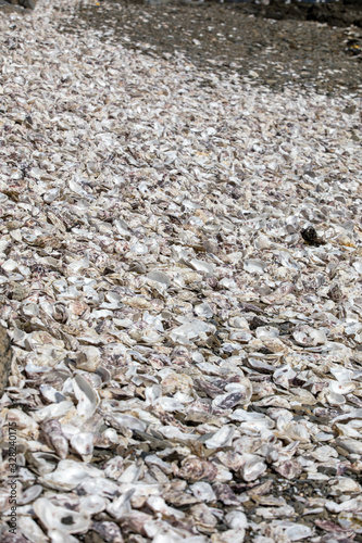  Thousands of empty shells of eaten oysters discarded on sea floor in Cancale, famous for oyster farms. Brittany, France