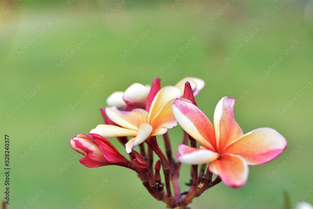Colorful flowers in the garden.Plumeria flower blooming.Beautiful flowers in the garden Blooming in the summer.Landscaped Formal Garden. Colorful flowers in the garden.Plumeria flower blooming.Beautiful flowers in the garden Blooming in the summer.Landscaped Formal Garden.