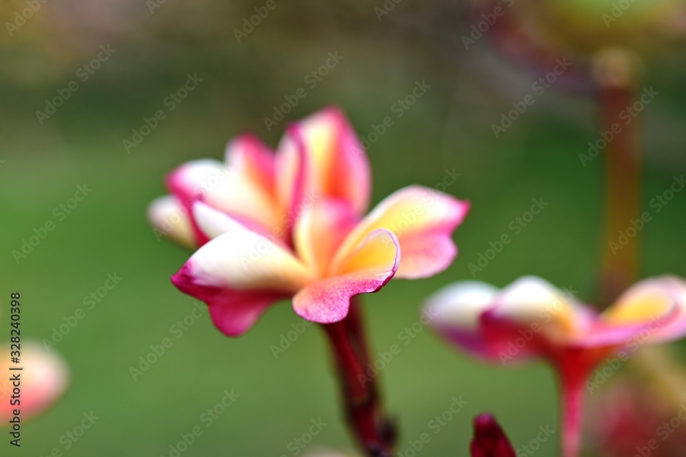 Beautiful flowers in the garden, flower isolated on green background Beautiful flowers in the garden, flower isolated on green background