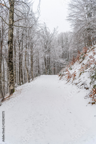 Magic of the woods during a snowfall. Val Saisera. Italy