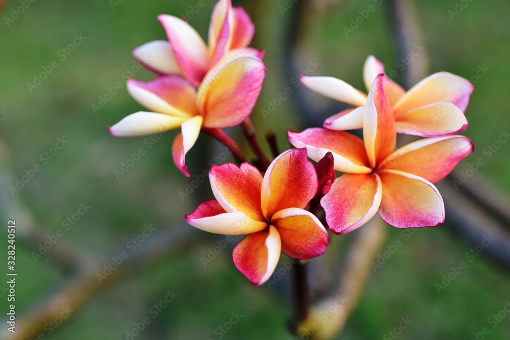 Beautiful flowers in the garden Blooming in the summer.Landscaped Formal Garden. Beautiful flowers in the garden Blooming in the summer.Landscaped Formal Garden.