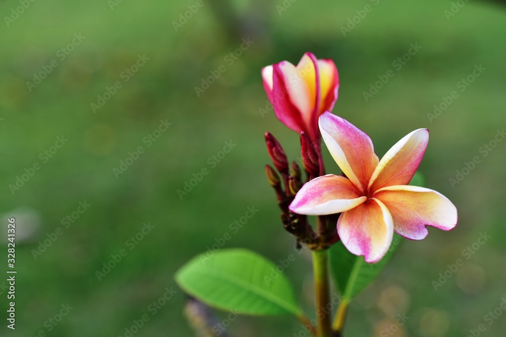 flower blooming.Beautiful flowers in the garden Blooming in the summer	