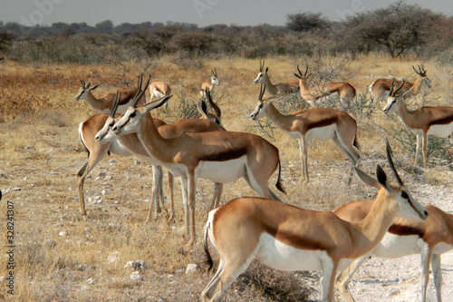 Antidorcas marsupialis hofmeyri photo