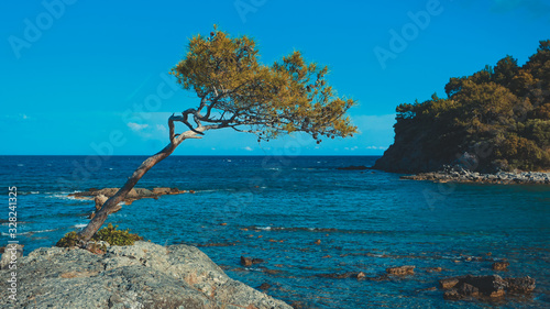 tree on the beach