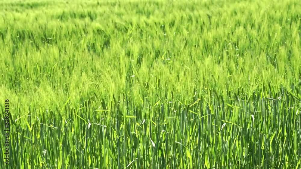 Unripe wheat swaying with the wind Unripe wheat swaying with the wind