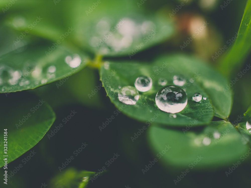 water drops on a leaf water drops on a leaf